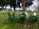 Galanthus ‘Colossus’ plicatus