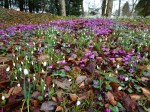 Galanthus & Cyclamen coum at Colesbourne Park 2-6-2017 6-41-20&nbsp;AM