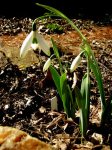 Galanthus ‘Fly Fishing’ 1-24-2017 12-56-42&nbsp;AM