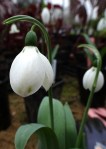 Galanthus ‘Jonathan’