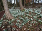 Painswick woodland 2-5-2017 10-13-51&nbsp;AM