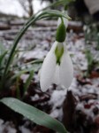 Galanthus ‘Fieldgate Prelude’