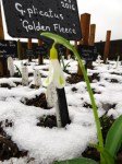 Galanthus ‘Golden Fleece’&nbsp;plicatus
