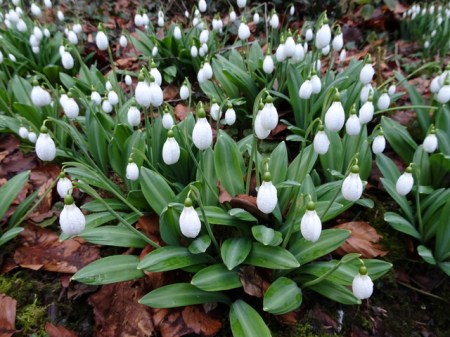 Galanthus Augustus