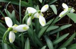 Galanthus Bitter Lemons