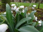 Galanthus Celia’s Double