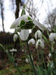 Galanthus Desdemona