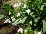 Galanthus Don Armstrong