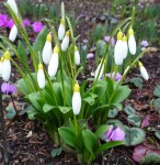 Galanthus Elizabeth Harrison