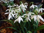 Galanthus Gloria