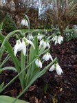 Galanthus Harewood Twin