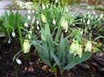 Galanthus Margaret Biddulph