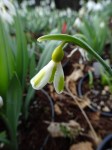 Galanthus Olive Mason’s yellow&nbsp;Trym