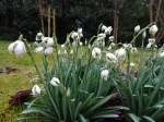 Galanthus ‘Rodmarton’
