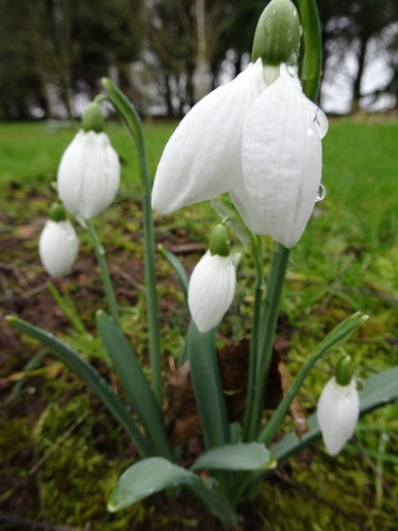 Galanthus Rodmarton Arcturus
