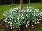 Galanthus Rodmarton Regulus