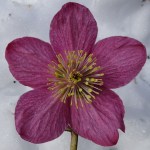 Helleborus Madame Lemmonier