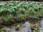 Leucojum vernum