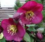 Helleborus Anna’s Red