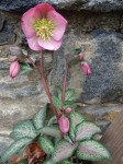 Helleborus Dorothy’s Dawn