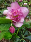 Helleborus Flower Girl 4-11-2018 1-43-36&nbsp;PM