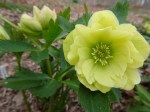 Helleborus Golden Lotus 4-11-2018 1-41-46&nbsp;PM