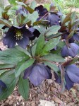 Helleborus New York Night 4-11-2018 1-37-41&nbsp;PM