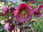 Helleborus Penny’s Pink 4-11-2018 1-36-43&nbsp;PM
