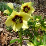 Helleborus Spanish Flare 4-11-2018 1-22-15&nbsp;PM