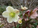 Helleborus Spring Party 4-11-2018 2-36-21&nbsp;PM