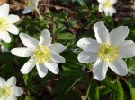 Anemone nemorosa ‘Leed’s Variety’