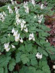 Dicentra cucullaria