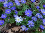 Anemone blanda