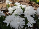 Sanguinaria canadensis ‘Multiplex’