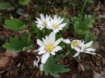 Sanguinaria canadensis Tennessee&nbsp;form