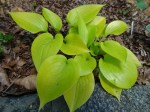 Hosta Appletini 5-7-2018 10-53-21&nbsp;AM