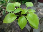 Hosta Appletini 5-7-2018 2-38-34&nbsp;PM