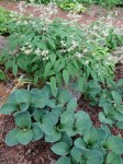 Hosta Blue Mouse Ears 5-7-2018 3-19-02&nbsp;PM