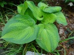 Hosta Brother Stefan 5-7-2018 3-36-26&nbsp;PM
