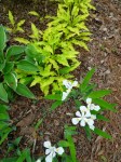 Hosta Dragon Tails 5-7-2018 3-21-22&nbsp;PM