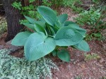 Hosta Empress Wu 5-7-2018 4-34-08&nbsp;PM