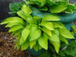 Hosta Green with Envy 5-7-2018 3-38-19&nbsp;PM