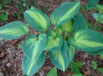 Hosta June 5-7-2018 3-32-24&nbsp;PM