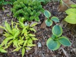 Hosta Mighty Mouse 5-7-2018 3-17-12&nbsp;PM