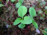 Hosta Mouse Cheese 5-7-2018 3-11-00&nbsp;PM