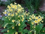 Primula veris 4-30-2018 6-50-50&nbsp;AM