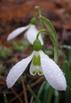 Galanthus ‘Armine’