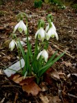Galanthus nivalis ‘Art&nbsp;Noveau’