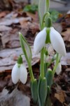 Galanthus Faringdon Double