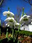 Galanthus ‘Godfrey Owen’&nbsp;elwesii